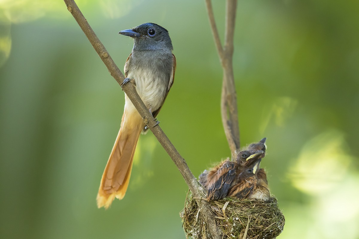 Blyth's Paradise-Flycatcher - ML30658401