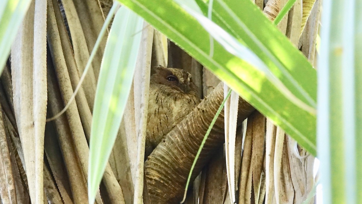 Madagascar Scops-Owl (Torotoroka) - ML306584101