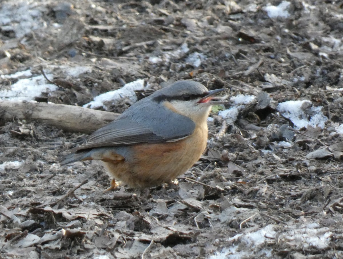 ゴジュウカラ - ML306586211