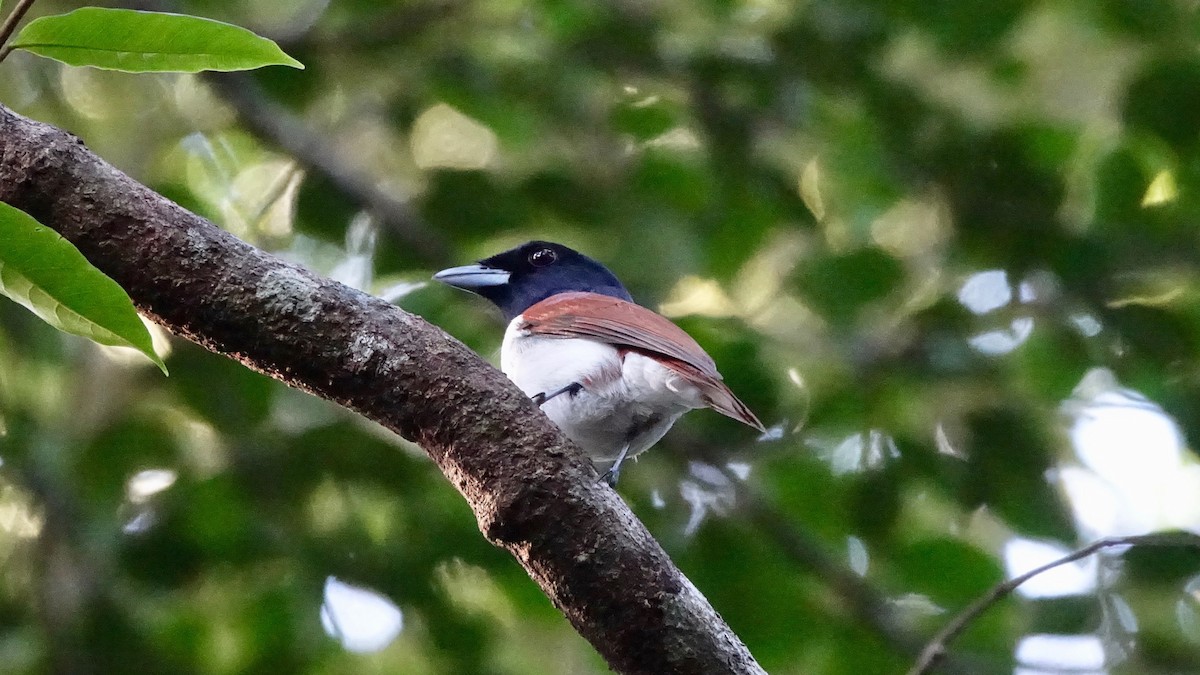 Rufous Vanga - ML306586591