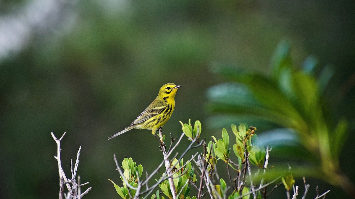 Prairie Warbler - Roberto Jovel