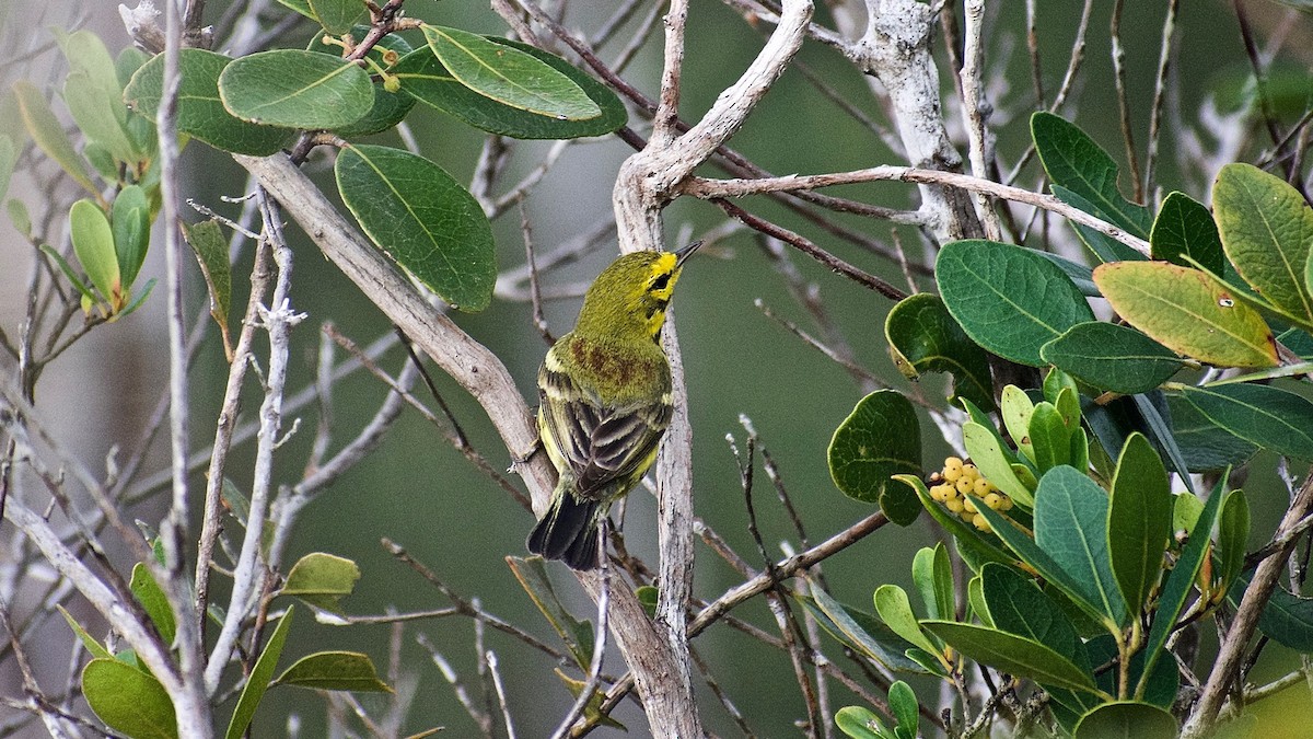 Prairie Warbler - Roberto Jovel