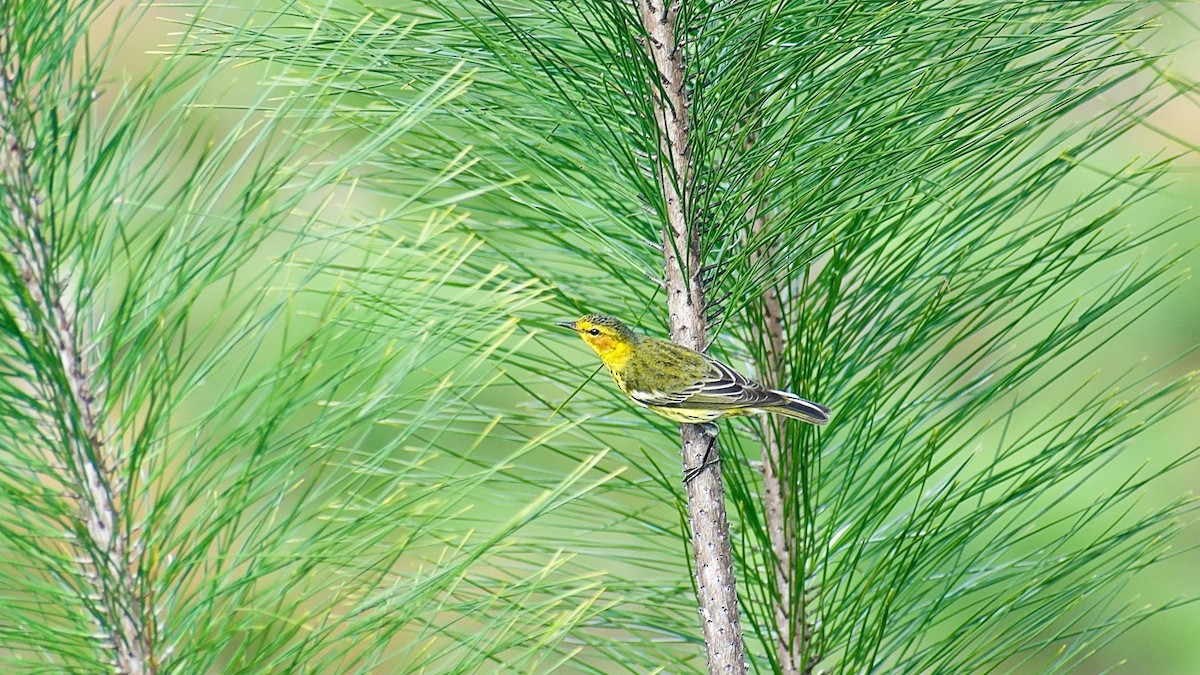 Cape May Warbler - Roberto Jovel