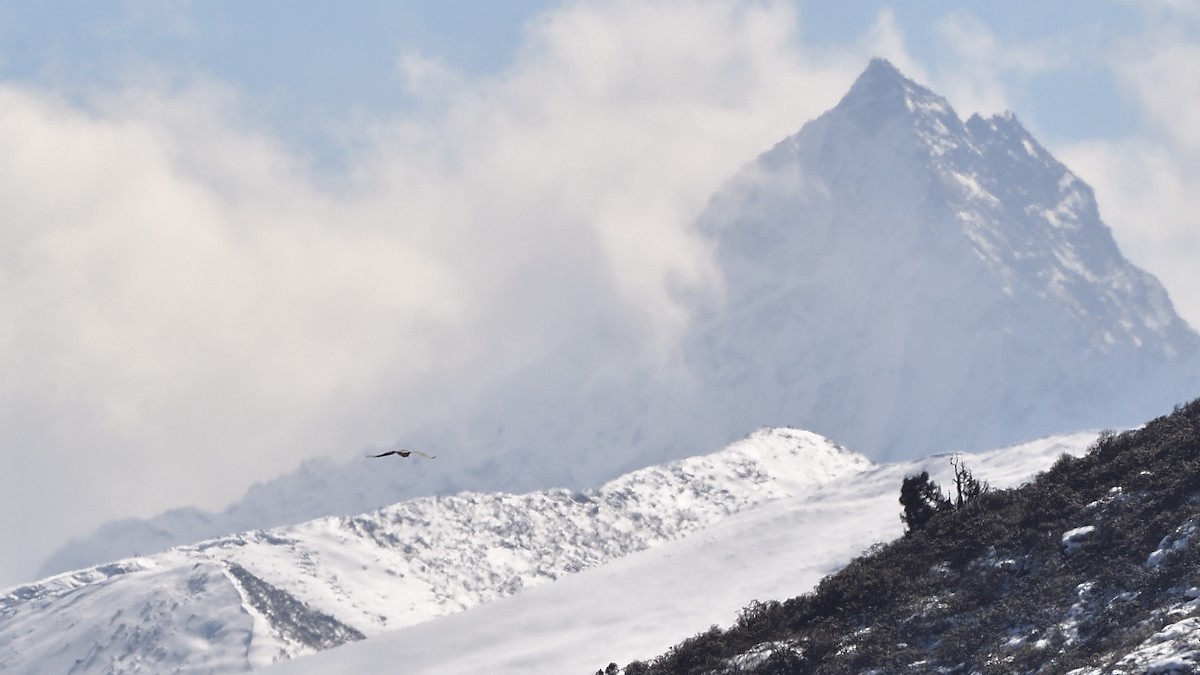 Steppe Eagle - xiwen CHEN