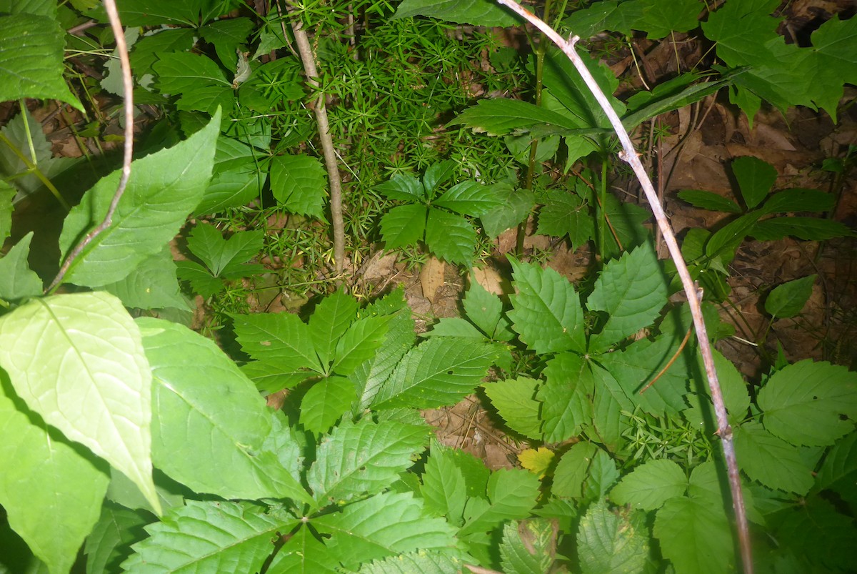 Ovenbird - ML306590721