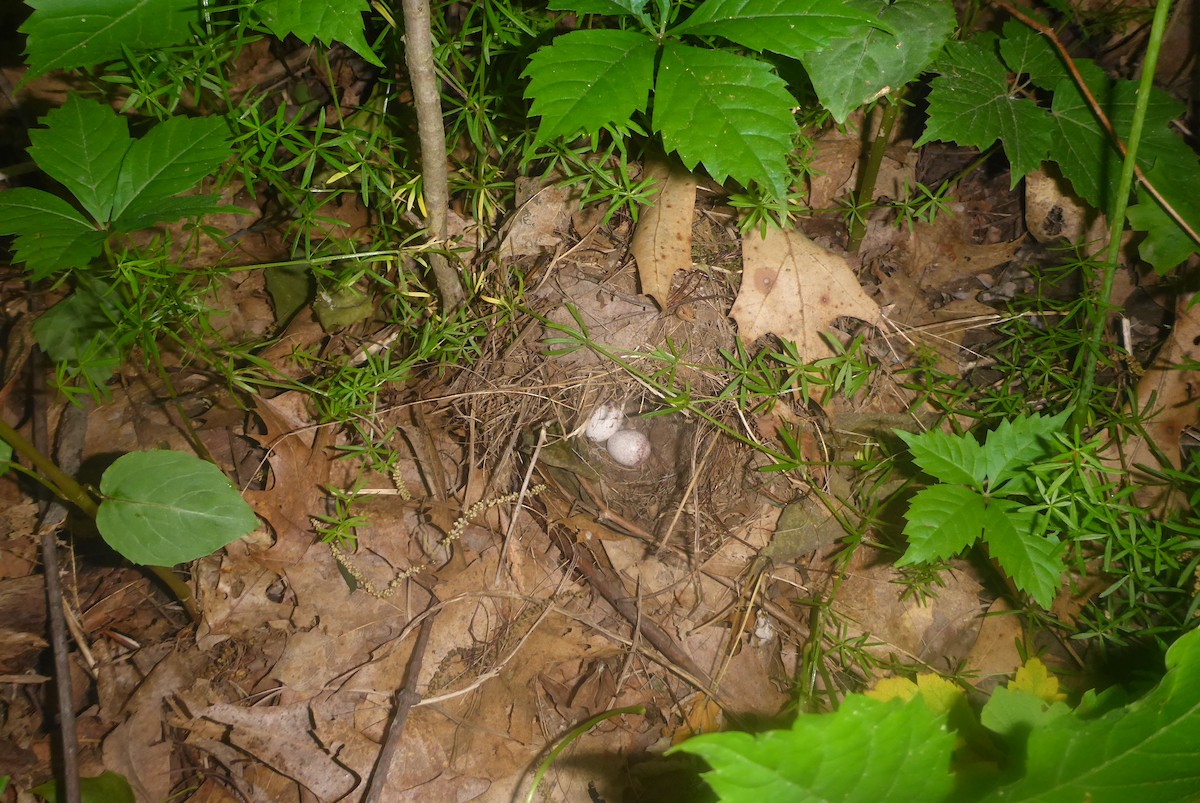 Ovenbird - ML306590741