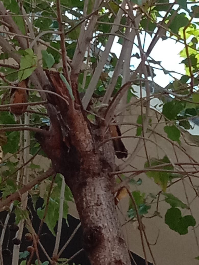 Yellow-billed Babbler - ML306591681