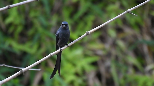 Kül Rengi Drongo [longicaudatus grubu] - ML306593611