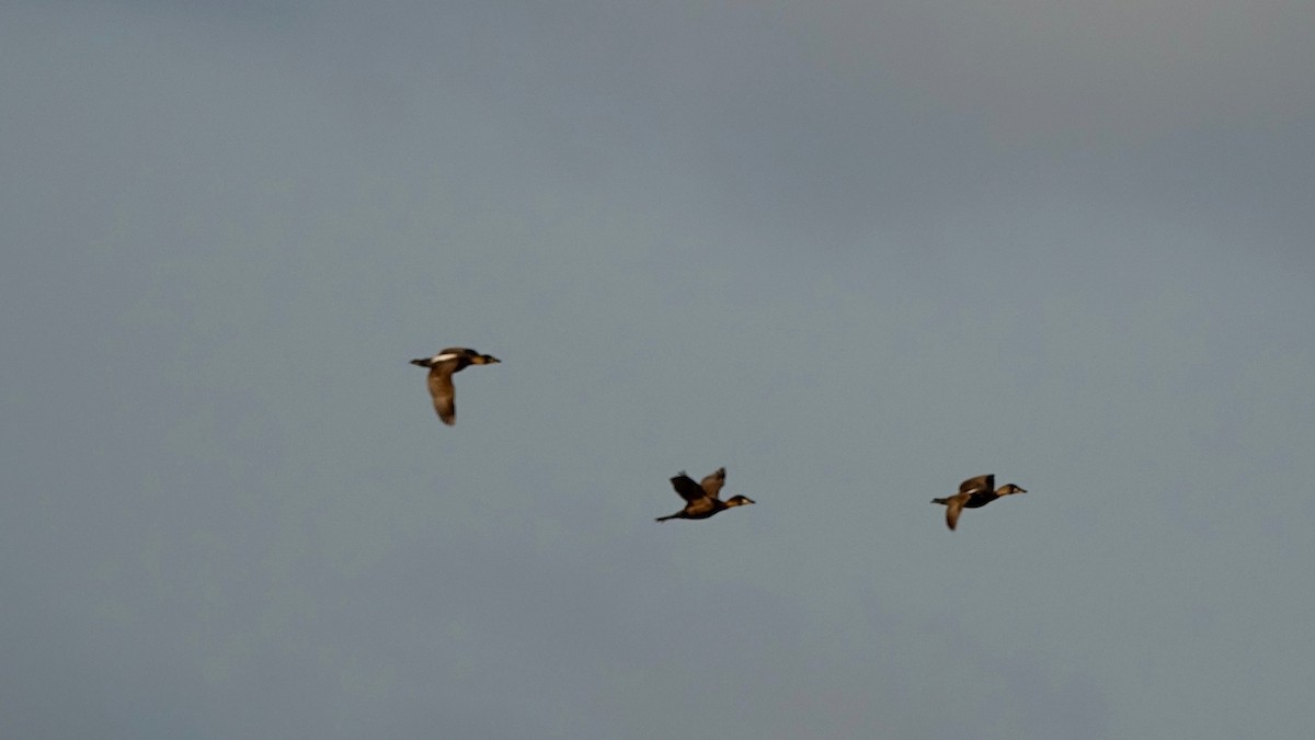 White-backed Duck - ML306593671