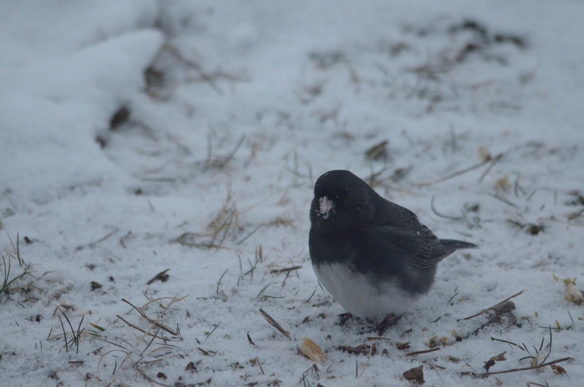 Junco Ojioscuro - ML306593881