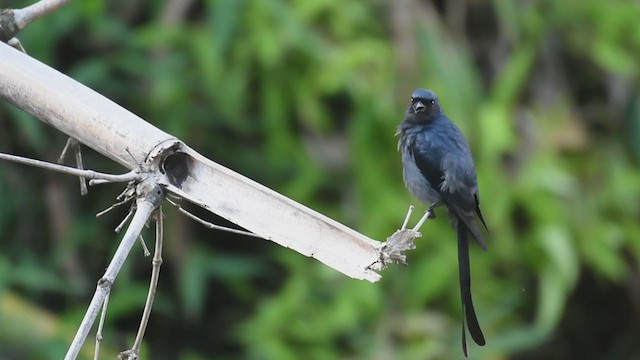 Drongo Cenizo (grupo longicaudatus) - ML306593891