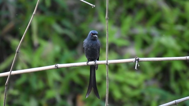 drongo kouřový [skupina longicaudatus] - ML306593941