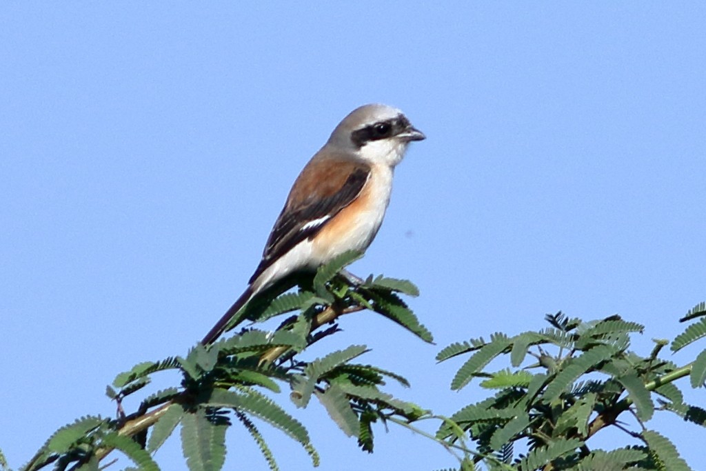 Bay-backed Shrike - ML306594251