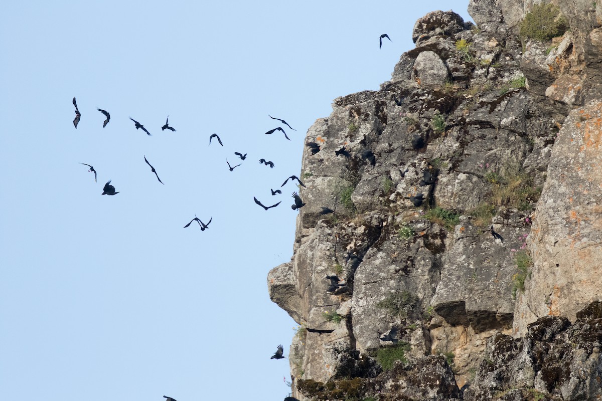 Red-billed Chough - Steve Kelling