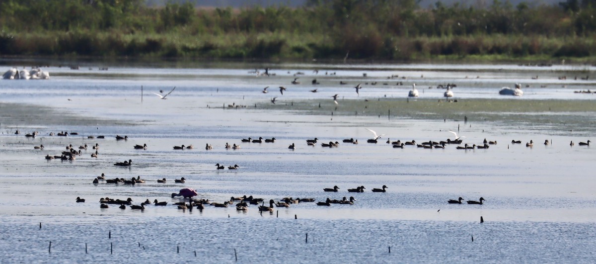 Green-winged Teal - ML306595221