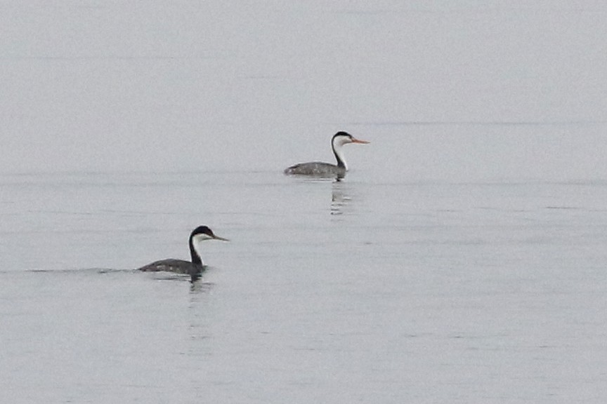 Clark's Grebe - ML306595371