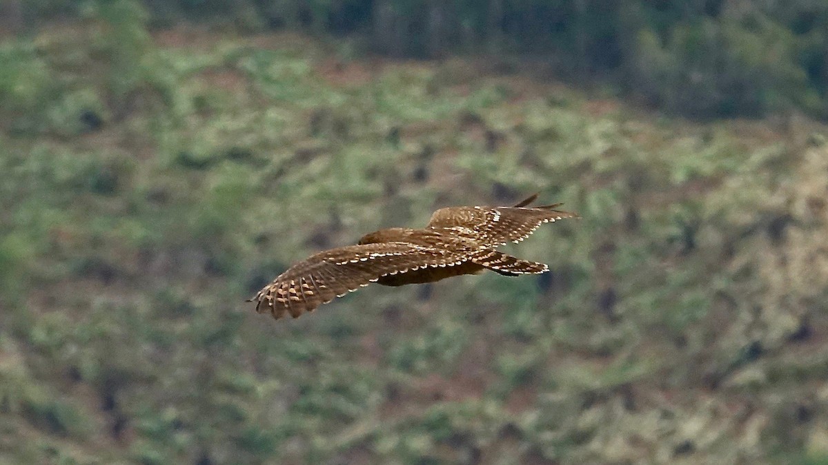 Marsh Owl - ML306597171