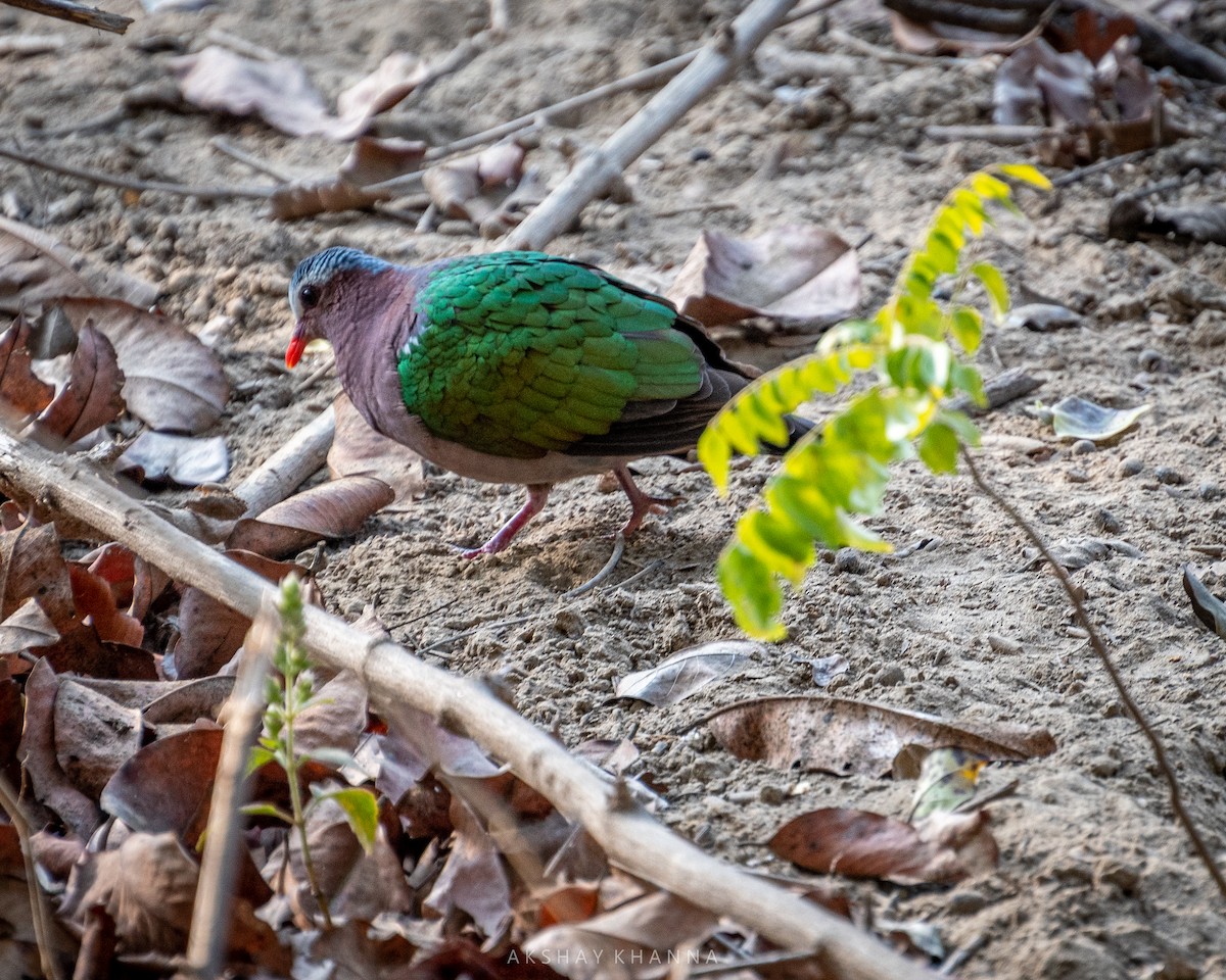 Asian Emerald Dove - ML306598851