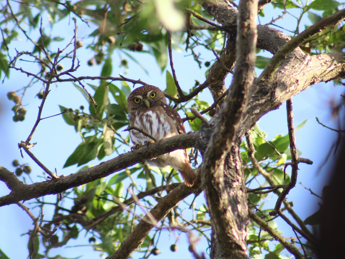 Ferruginous Pygmy-Owl (Ferruginous) - ML306599321