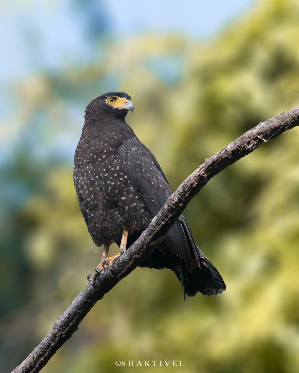 Andaman Serpent-Eagle - Shaktivel | Tribesmen Birding| www.tribesmen.in