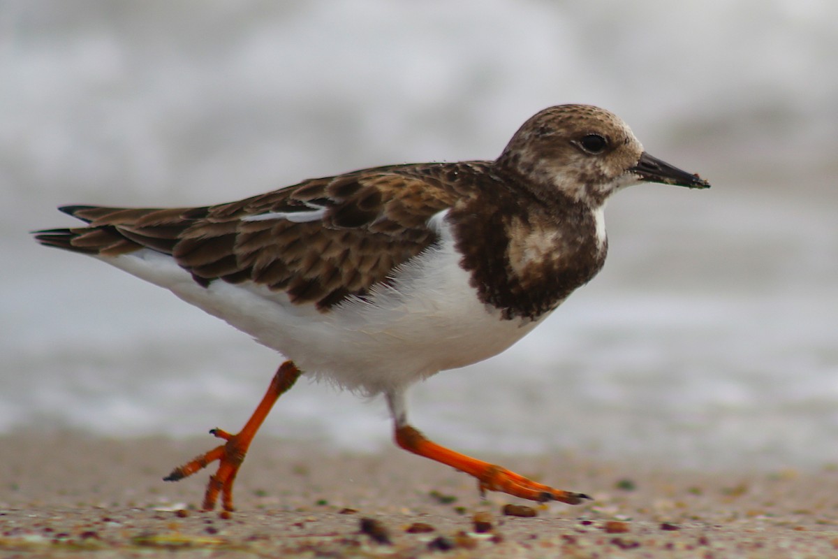 Ruddy Turnstone - ML306600691