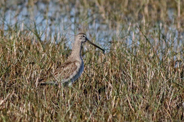 Long-billed Dowitcher - Kris Petersen