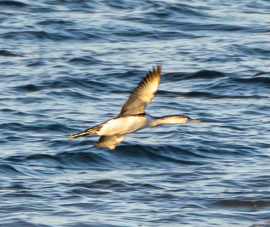 Red-throated Loon - ML306604981