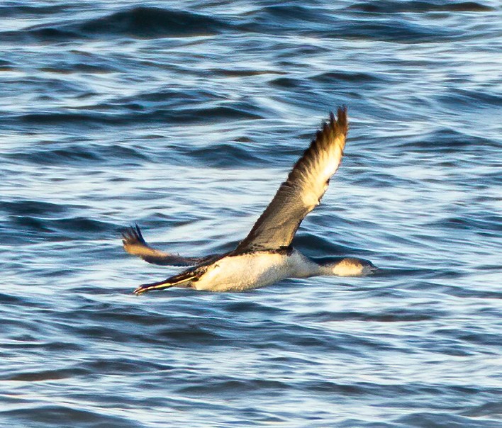 Red-throated Loon - ML306605011
