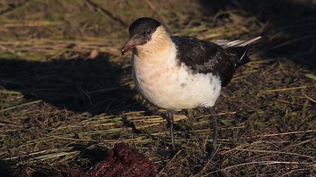 chaluha pomořská - ML306606021