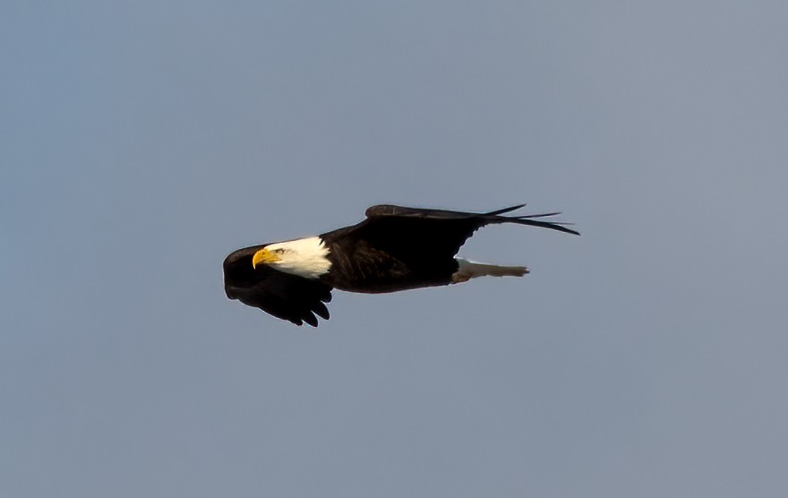 Bald Eagle - Kalpesh Krishna