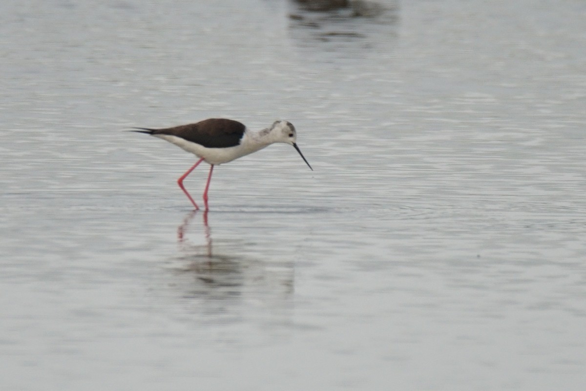 Black-winged Stilt - ML306607141