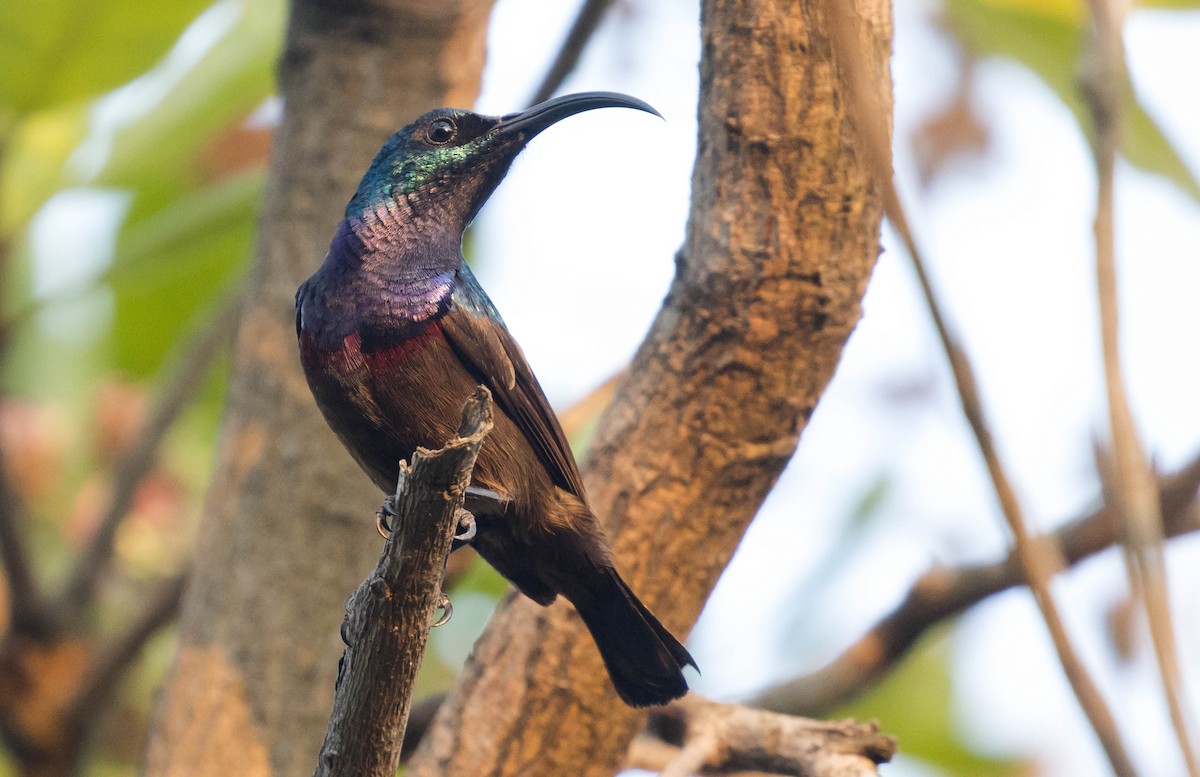 Loten's Sunbird - Ashwini Bhatt