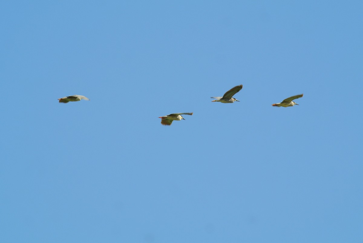 Black-crowned Night Heron - ML30660891