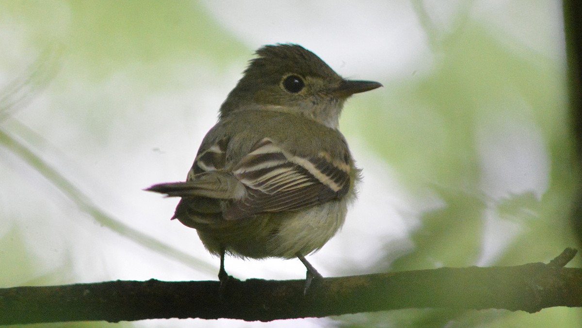 Acadian Flycatcher - ML30661061