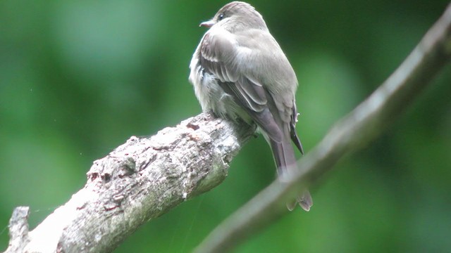 Eastern Wood-Pewee - ML306611171