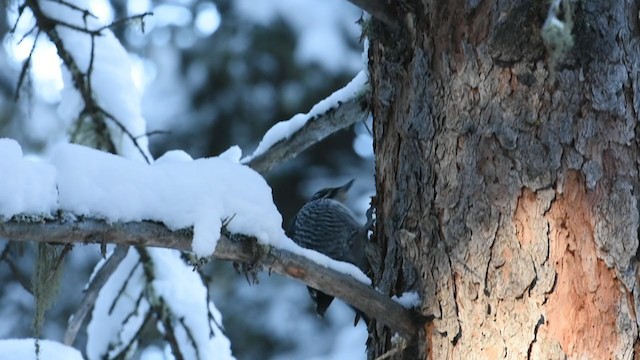 American Three-toed Woodpecker - ML306612511