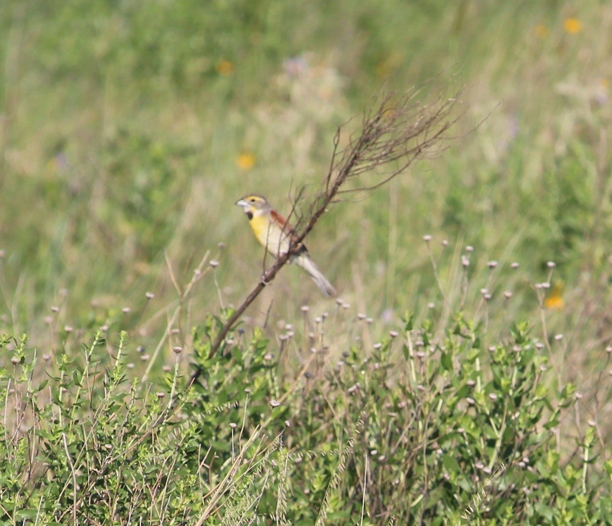 Dickcissel - Jessie  Brantwein