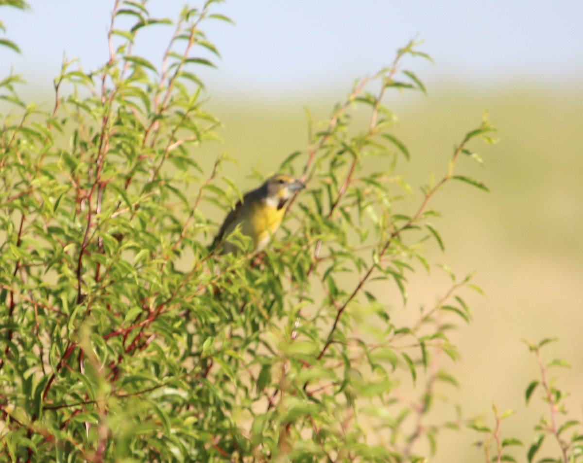 Dickcissel - ML30661401