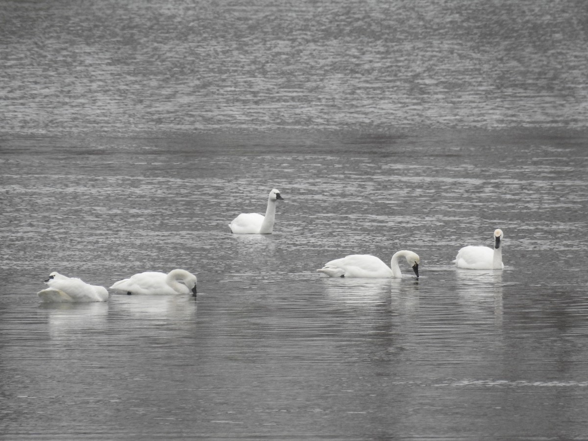 Tundra Swan - Alan Buriak