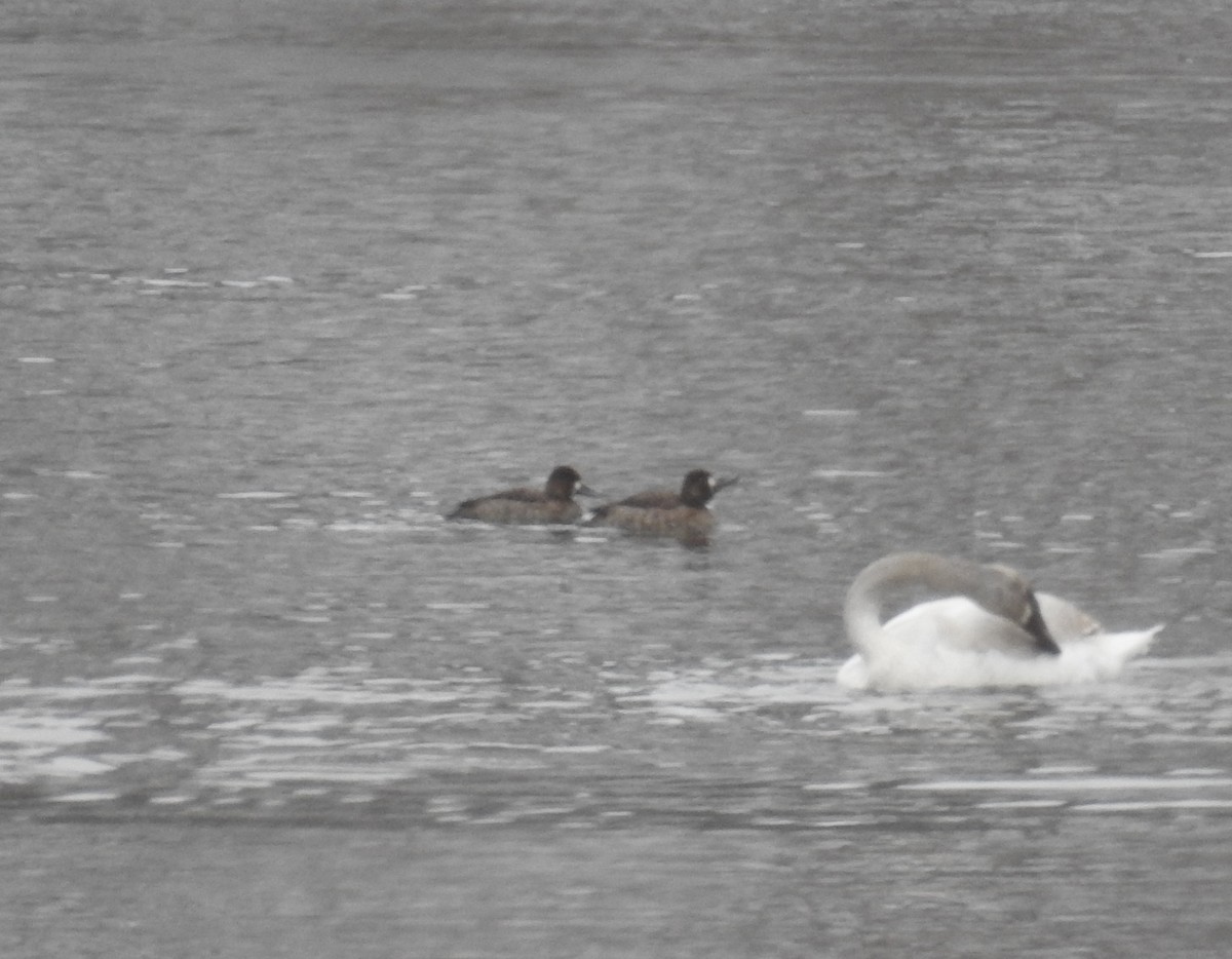 Lesser Scaup - Alan Buriak