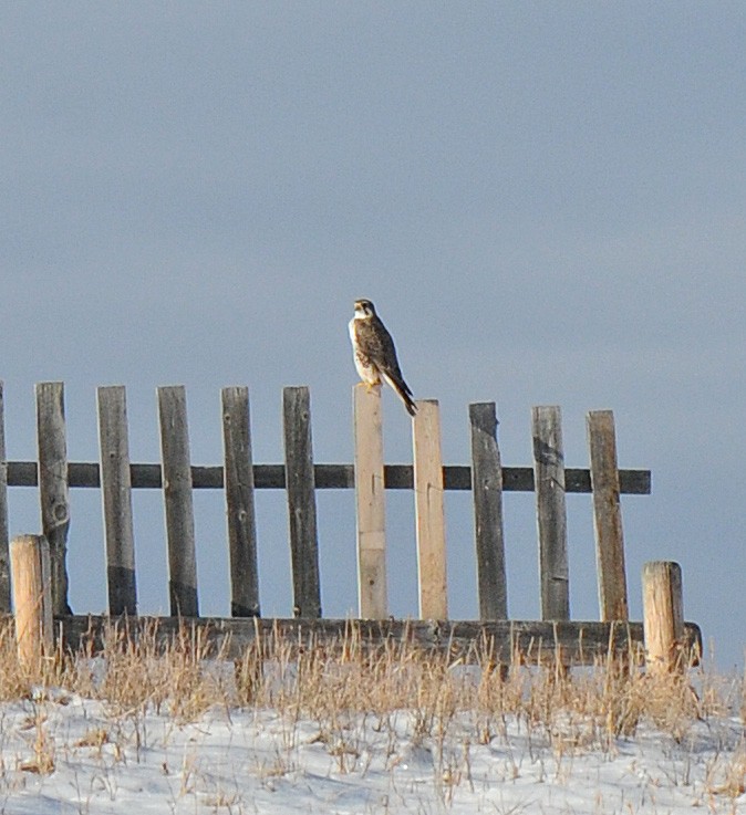 Prairie Falcon - ML306615731