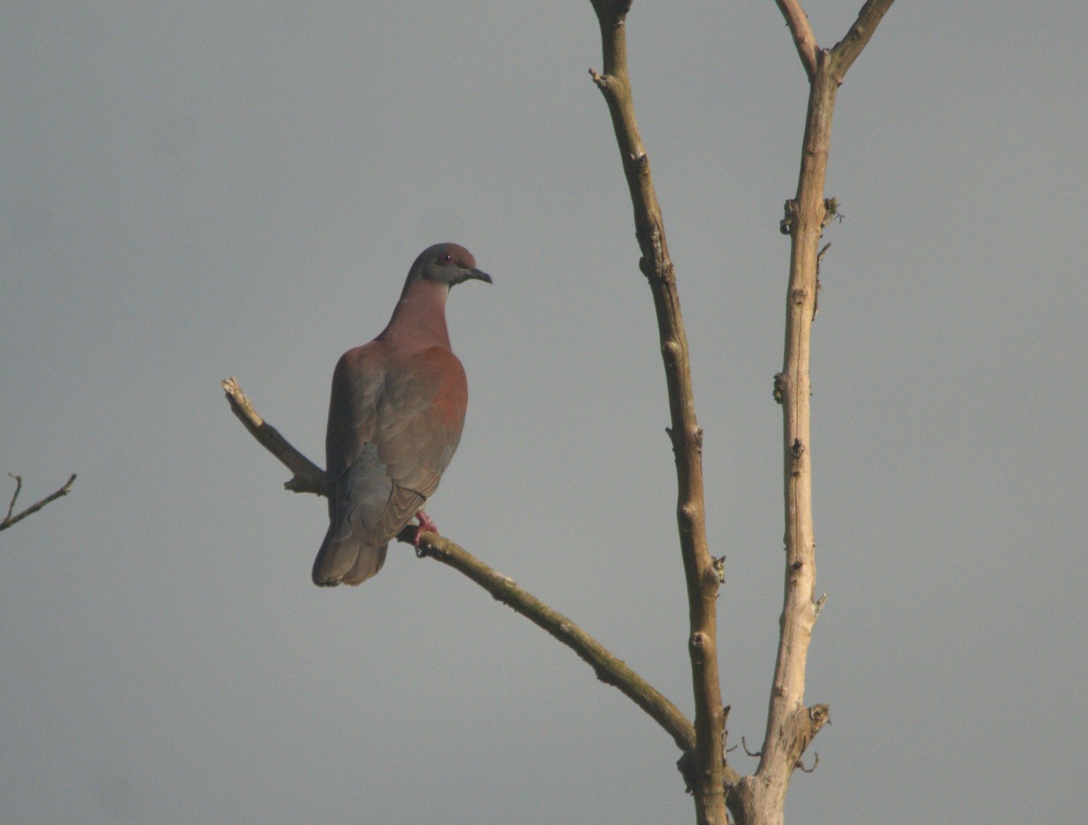 Pigeon rousset - ML306615741