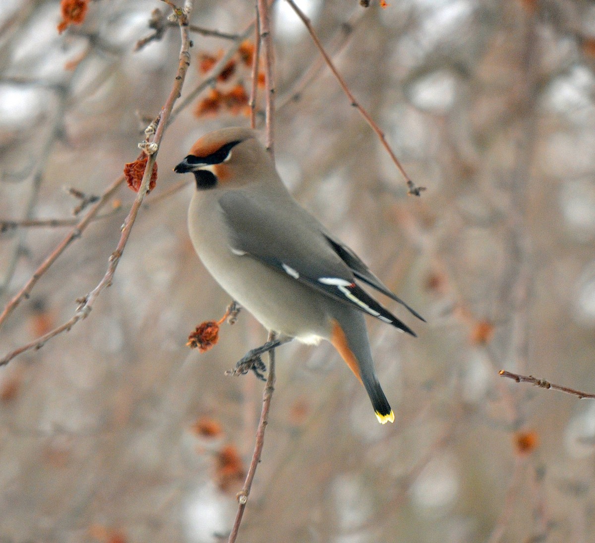 Bohemian Waxwing - ML306615841