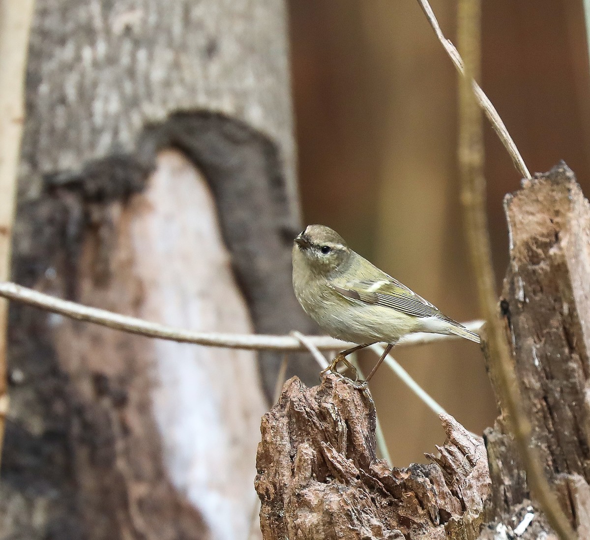 Hume's Warbler - ML306616641