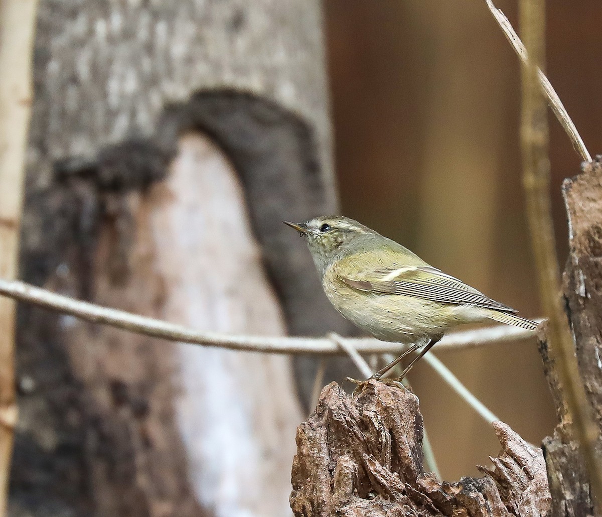 Hume's Warbler - ML306616671