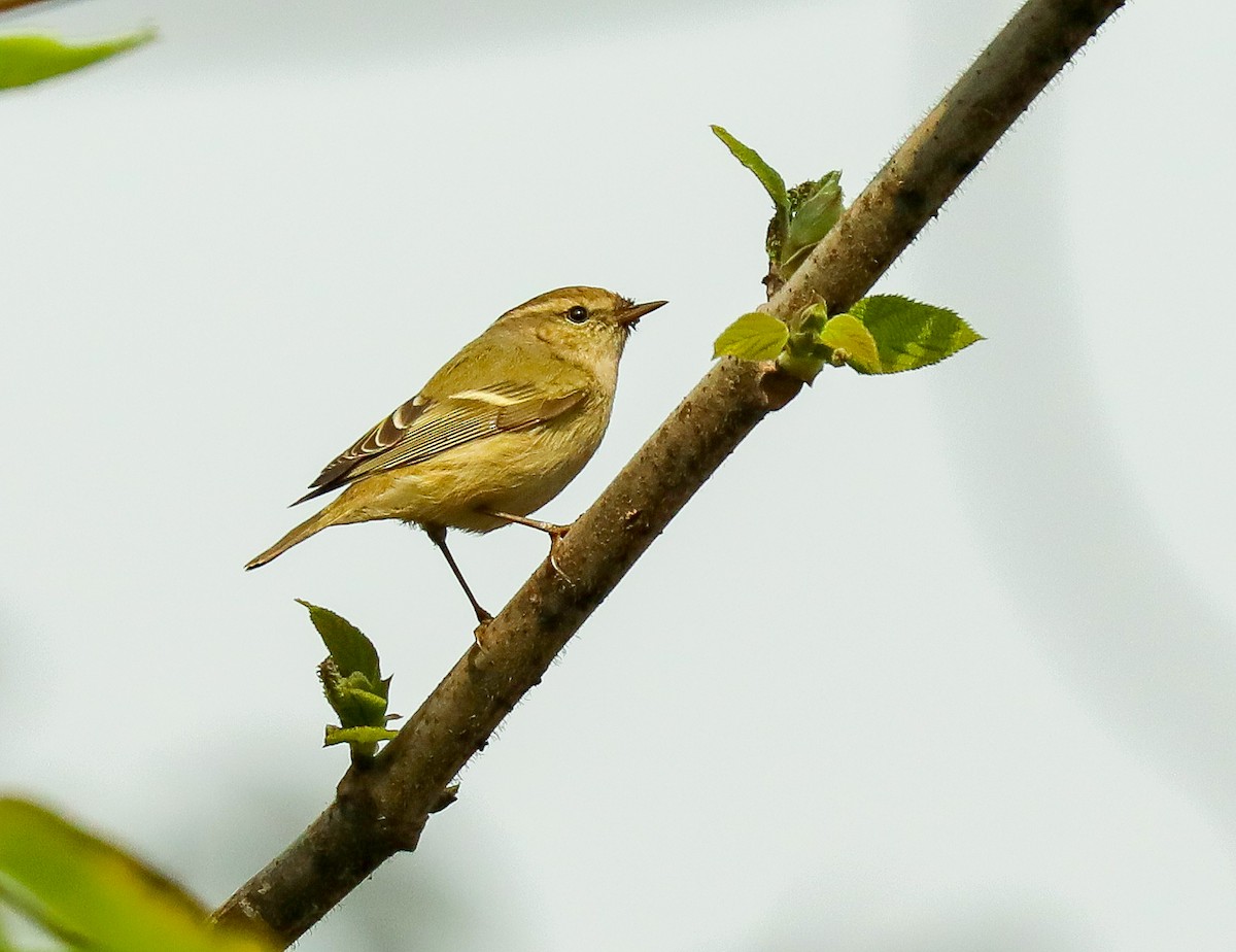 Hume's Warbler - ML306616691