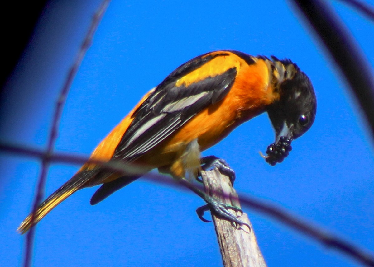 Baltimore Oriole - ML30661721