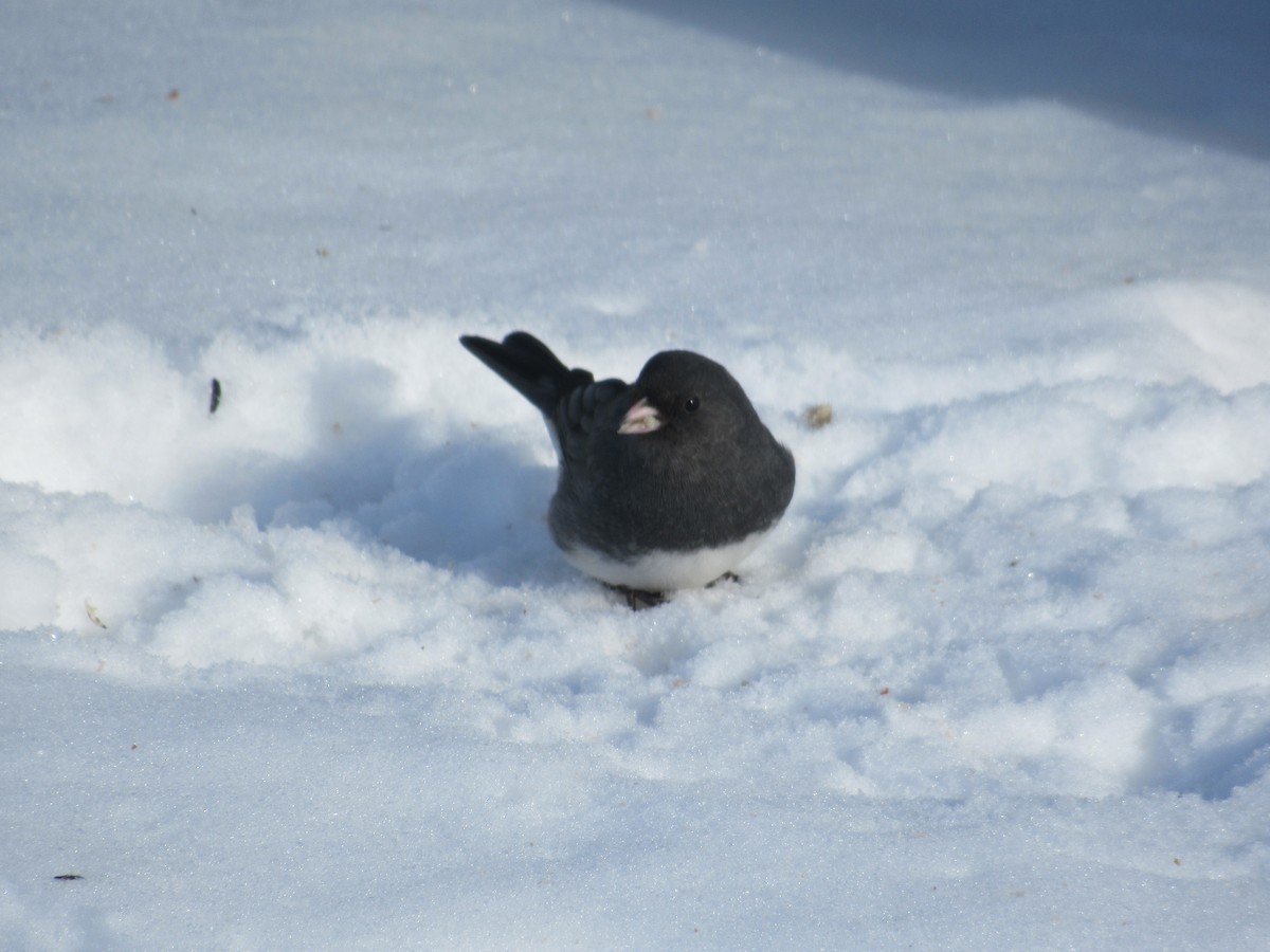 Dark-eyed Junco - ML306617271