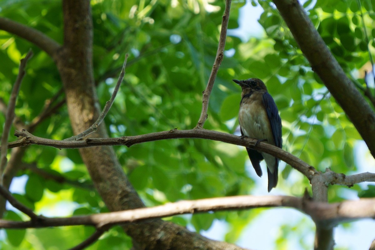 Blue-and-white Flycatcher - ML306617501