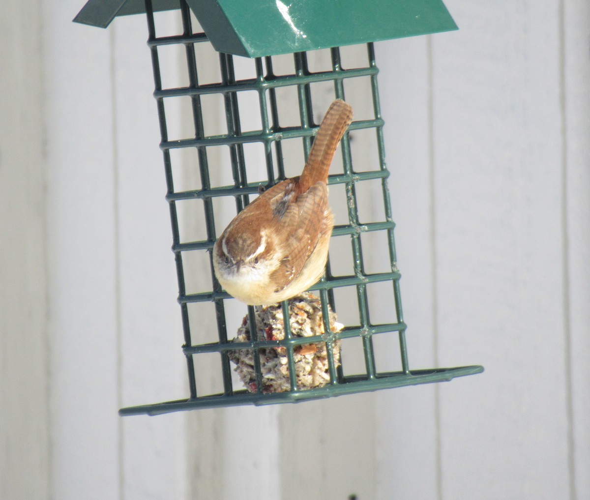 Carolina Wren - ML306617541